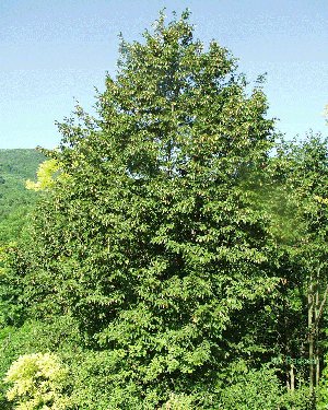  Image name: carpino2.jpg 
 width: 300 pixel 
 height: 375 pixel 
 Size: 62896 bytes 
 Click to enlarge 